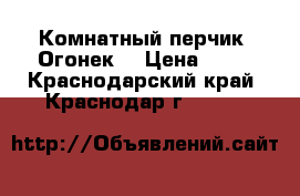 Комнатный перчик “Огонек“ › Цена ­ 50 - Краснодарский край, Краснодар г.  »    